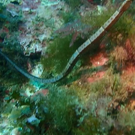 #Syngnathus_acus est un curieux poisson, très fin et allongé, une sorte de grand hippocampe déroulé, dont la taille peut atteindre 50 centimètres . . 🎥: Notre frère,Laimouche rafik . ✅ Suivez nous sur notre Instagram suivant 👇: https://www.instagram.com/calypso.dz/ | Calypso dz-plongée sous marine