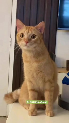 31K views · 476 reactions | Cat exercise funny video #comedy #Funny | Pintu Comedy Shorts | Facebook