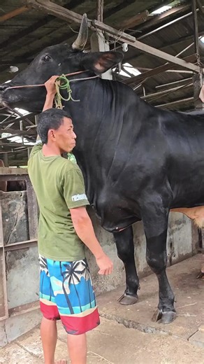 Shock Sapi dengan Berat Mengagumkan