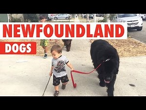 Newfoundland Dogs Compilation | Breed All About It