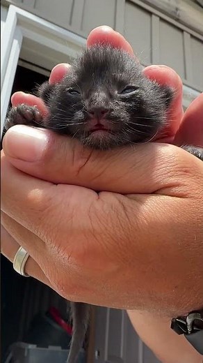 Tiny Baby Kitten Fits in My Hand | Newborn Farm Kitten sleeping then crying for mom