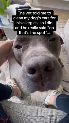 Hilarious Dog Ears Moments That Will Make You Smile