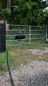 Helping out the endagered wildlife | Back 2 Basics Adventures