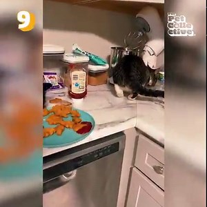 1.4M views · 10K reactions | Another month, another incredible line up of hilarious pet fails hand-catered and expertly-crafted! 浪 | The Pet Collective | Facebook