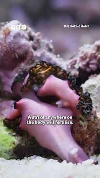 Meet the penis-fencing flatworm
