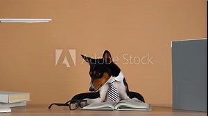 Basenji, wearing a collar and a striped tie, sits with his front paws on a work table, next to glasses and reads a book. Education and business concept. Slow motion. Close up.