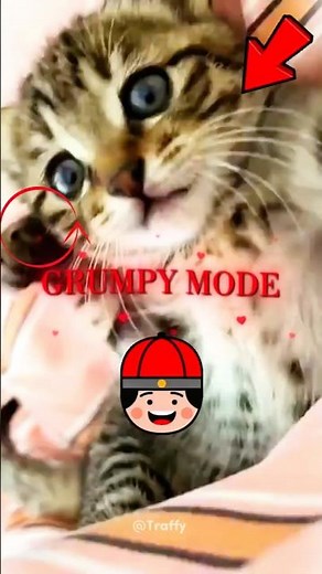 Grumpy Kitty Throws Tantrums Until THIS Happens ❤️ | #heartwarmingstory #petreunion #animals