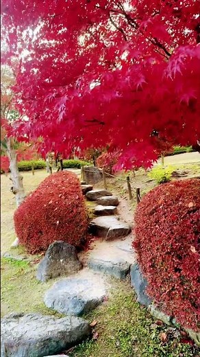 Beautiful color autumn leaves 🍁 at Kobe shiawase no Mura 🇯🇵🍂🍃2025