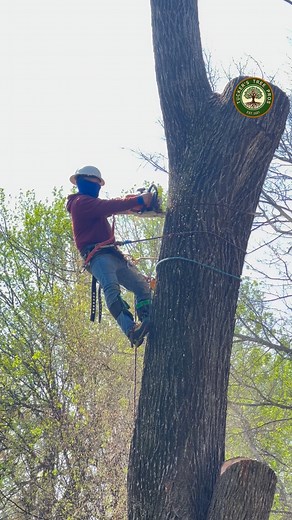 Large-scale equipment forms the backbone of the tree industry, powering everything from harvesting to processing. #LandClearing #TreeWork #TreeRemoval #ForestryMulching #StumpGrinding #BrushClearing #Excavation #SitePreparation #TreeService #goals #comedy #views #business #marketing #skills | Tuckers Tree Pros