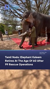 325K views · 17K reactions | Anamalai Kaleem, a legendary trained elephant or kumki of the Tamil Nadu forest department, retired at 60 after leading 99 successful operations to capture or chase away wild elephants. Five forest rangers and other elephants at the Kozhikamuthi elephant camp gave him a guard of honor to mark his retirement. Kaleem’s retirement marks the end of a remarkable career spanned over five decades. #tamilnadu #elephant #rescue #retire | The Logical Indian | Facebook