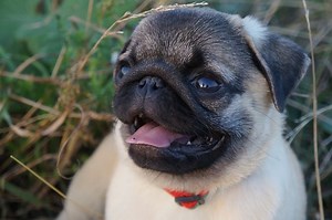 Pug Will Not Stop Sneezing: Should You Be Worried?