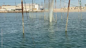 sea wave fishing net skill of hunting living fish fisherman traditional concept seaside beach coastal marine adventure experience fisherman old skill fishing arabian culture in Iran Qatar UAE emirates
