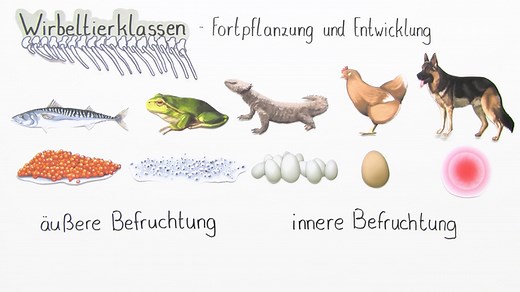 Fortpflanzung und Entwicklung der Wirbeltiere | sofatutor.com