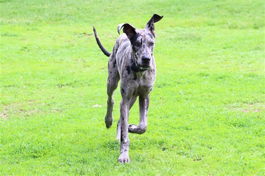 Gentle Dog Hopper's Heartwarming Encounter with a Curious Gopher at the Park