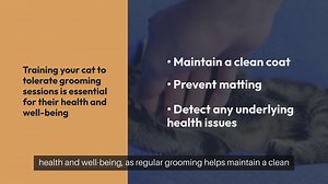 Cat Grooming Training Tips
