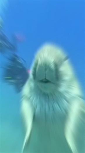 The Real Sea Cow! Mind Blowing Ocean Facts #viralreels #wildlife #animals #reel #reels #fact #amazingfact #facts #newpost2025 #post | UV FACT