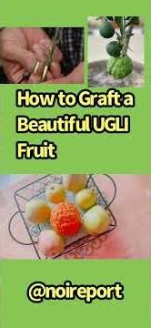 How to graft Ugli Fruit