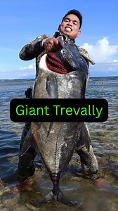 From the depths to the surface! 🐟 So stoked to have caught this Giant Trevally on a single breath. Apnea spearfishing is truly rewarding. #OneBreath #SpearfishingAdventure #BigCatch #GiantTrevallly #GT #Spearo #Freediving #TrophyFish #UnderwaterHunting #OceanLife #AdrenalineJunkie #SaltwaterFishing #SpearfishingLife #FishOn #DeepBlue #ApexPredator | Lonie Pon