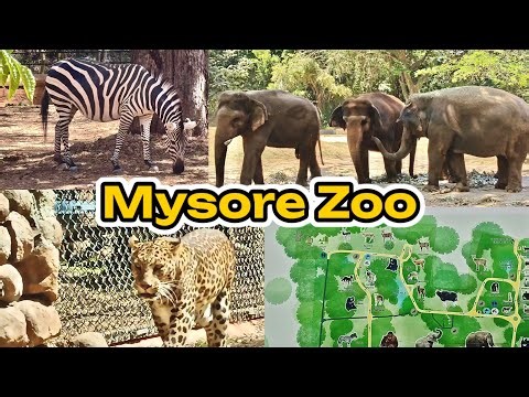 This Zoo in India is MASSIVE | Mysore Zoo Vlog With Buddies