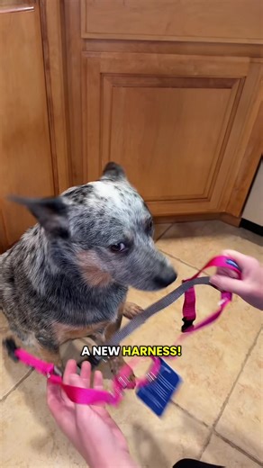 Understanding the Blue Heeler's Expressions
