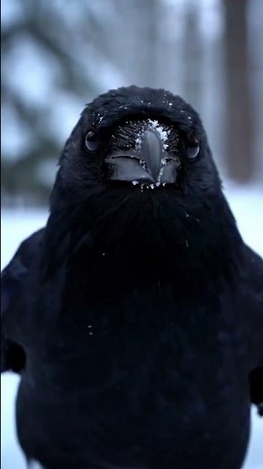 Raven in the First Snow ❄️ Ultra-Realistic 8K Nature Scene | Mysterious Winter Forest ASMR