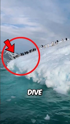 This Bird Can’t Fly… But It Swims Like a Missile?! 🐧#PenguinFacts #AnimalShorts #WildlifeFacts