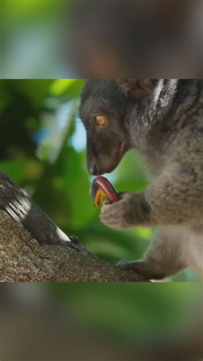 The World’s Most Drug-Addicted Animal! #lemur #millipede #wildlifefacts #AnimalsOnDrugs #short