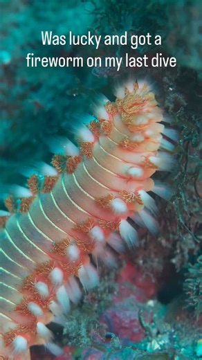 It’s all about scuba diving! | PADI Instructor/Staff Instructor on Instagram: "Hermodice carunculata, or just Fireworm. Stunning creature, and I was lucky enough to come across it when I had my Sony A7iii + macro lens with me 😊 No filters, no editing, just nature at its best #scubadiving #exploringthedepths #diving #underwaterphotography"