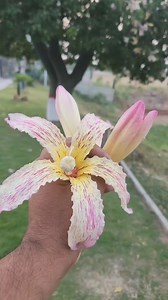 BUDDHA TREE, Ceiba speciosa, the floss silk tree | Khawaja Mazhar Iqbal