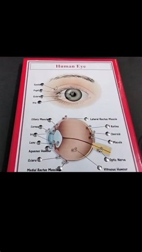 Human eye Working school project/#Humaneye #SchoolProjectForExhibition #schoolscienceproject #Biology #education #learningisfun #reelstrending | Kansal Creation