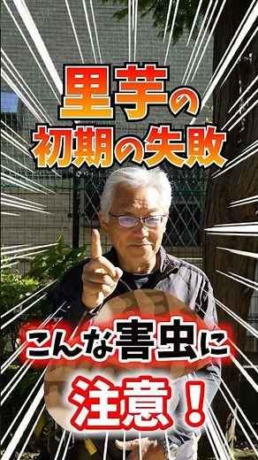 家庭菜園や農園の里芋栽培で害虫対策の秘訣！アブラムシやスズメガの撃退方法と里芋の育て方！【農家直伝】#shorts