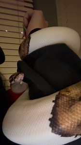 410 reactions · 18 comments | Some people have stress balls, I have a ball python ✨Follow Gizmo for more cuteness ✨ #fyp #pet #animal #snakes #reptiles #funny #funnyanimals #cuteanimals #cute #python #snakeshed #herpetology #reptile#snake #instasnake #instareptile #snakesofinstagram #serpent #serpiente #serpientes #serpenti #serpente#serpentes #schlange #fyp #animal #pet #silly #funny | Veronica Robles - Gizmo Account | Facebook