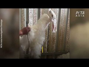 Horrific Cruelty to Rabbits Exposed in New PETA Footage