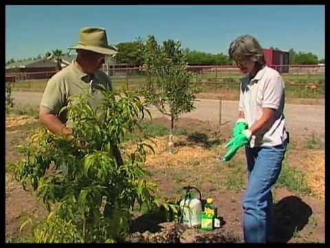 How To Spray Fruit Trees