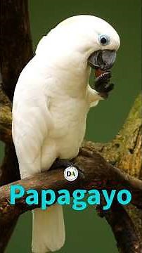 PAPAGAYO: ¿Conoces su Origen y Significado?