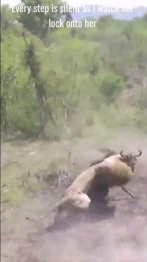"Hunting is nothing special for a lion" | Lion Attack Wildebeest