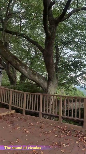 Sounds of various creatures/いろんな生き物の音 #sound #cicada #voice #bird #音 #蝉 #insect #nature #虫 #природа