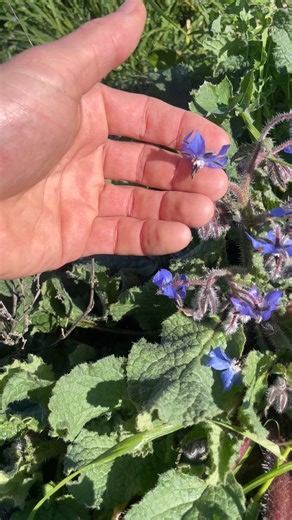  The Flower That Tastes Like Cucumber! 勒 Borage might look...