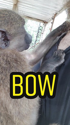 Monkey Grooming Experience with Bow