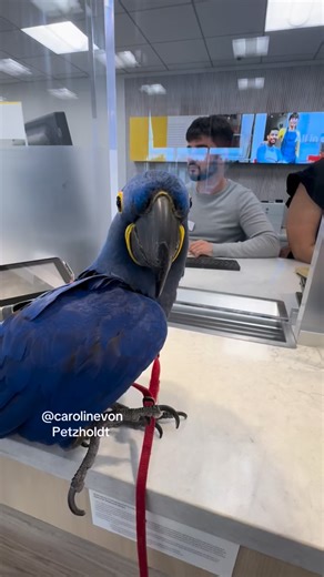 106K views · 22K reactions | Parrot show off WINGS at Wells Fargo Bank! Employees are Stunned! #parrot #bird #macaw #animals #cool | Carolin von Petzholdt | Facebook