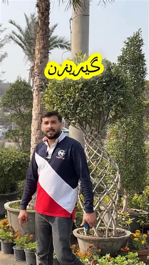 Garrison Nursery on Instagram: "Welcome to Garrison Nursery, your trusted destination for healthy plants, premium quality soil, and complete gardening solutions. We offer indoor & outdoor plants, flowering plants, fruit plants, pots, and expert gardening guidance to help you grow green, beautiful spaces. Whether it’s your home, office, or lawn, Garrison Nursery brings nature closer to you. 📍 Location: Jamilabad, Tank Chowk, Airport Road, Multan Cantt #plantshopmultan #multannursery #indoorplant