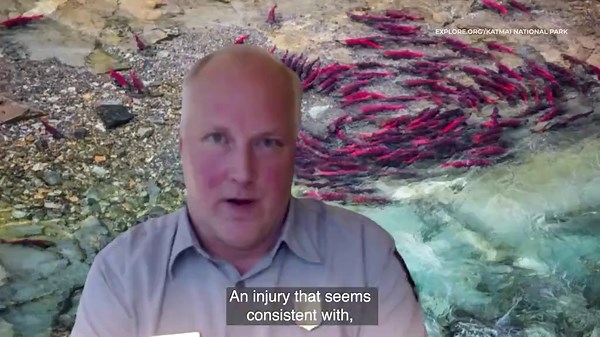 Broken jaw no problem as 'Chunk' crowned Alaska's fattest bear