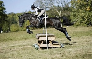 Mares for sale | Find your perfect mare with Horse & Hound