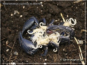 Heterometrus cyaneus - Alchetron, The Free Social Encyclopedia