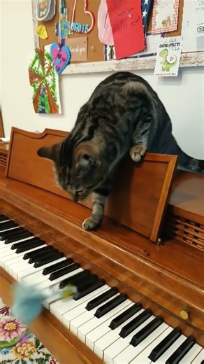 can your cat play piano? 🎹