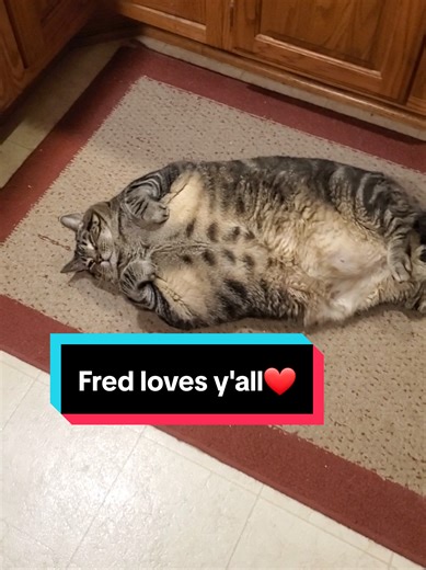 True Story: This is how FRED got his name 11 years ago #rodneycarrington #fypシ゚viral #catsoftiktok #fy