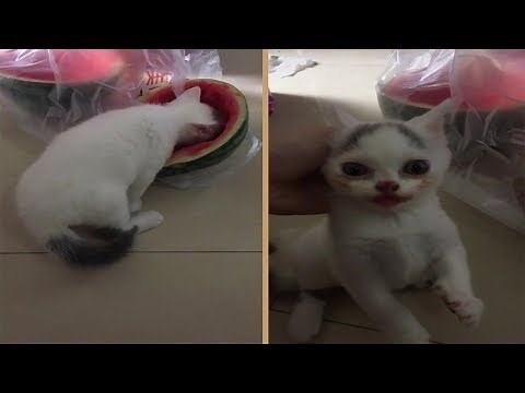 Cute Cat Eating Watermelon