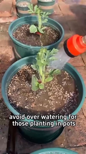 How to plant watermelon? | Ramos Mark
