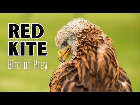 Amazing Red Kite Facts | Bird of Prey