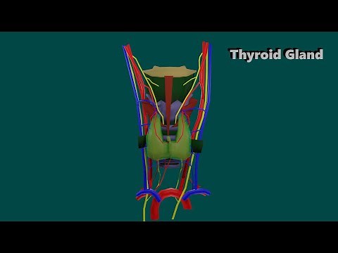 3D Anatomy of Thyroid gland